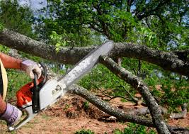 Best Seasonal Cleanup (Spring/Fall)  in Coalinga, CA