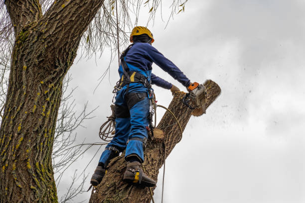 Best Commercial Tree Services  in Coalinga, CA